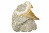 Otodus Shark Tooth Fossil in Rock - Morocco #273644-1